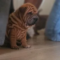Rusty, a male Chinese Shar-Pei for sale in Bakersfield, CA – Photo 5 of 7