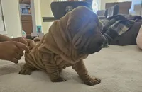 Rusty, a male Chinese Shar-Pei for sale in Bakersfield, CA – Photo 4 of 5