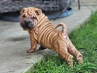 Rusty, a male Chinese Shar-Pei for sale in Bakersfield, CA – Photo 2 of 7