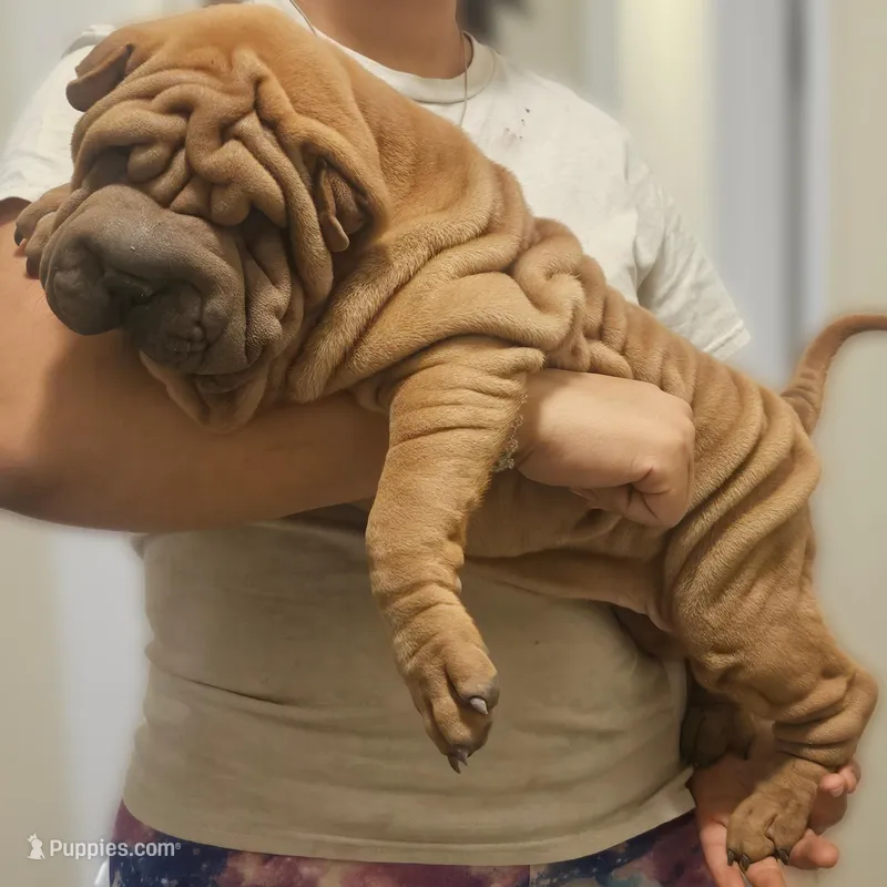 Rusty – Chinese Shar-Pei puppy for sale in Bakersfield, CA