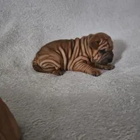 Rusty, a male Chinese Shar-Pei for sale in Bakersfield, CA – Photo 6 of 7