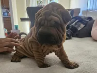 Rusty, a male Chinese Shar-Pei for sale in Bakersfield, CA – Photo 5 of 5