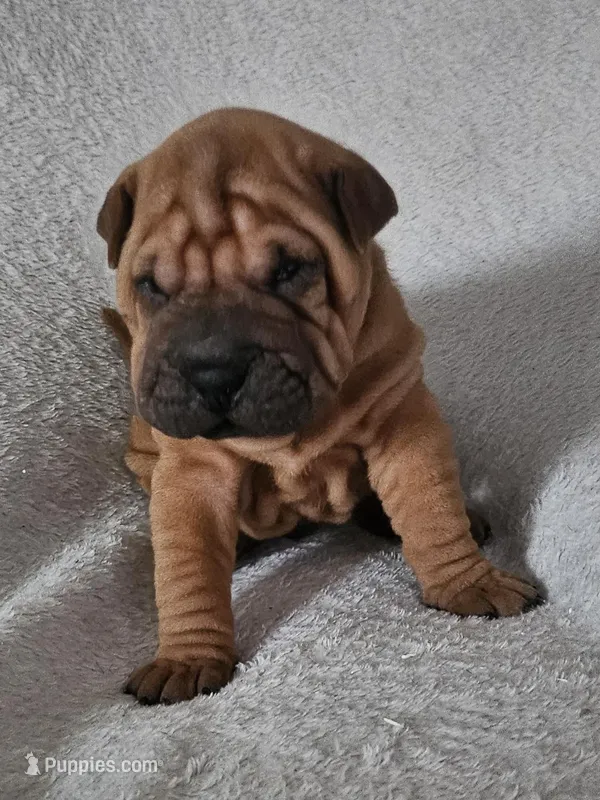 Rusty, a male Chinese Shar-Pei for sale in Bakersfield, CA – Photo 1 of 5