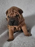 Rusty, a male Chinese Shar-Pei for sale in Bakersfield, CA – Photo 1 of 5