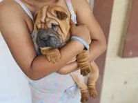 Rocky, a male Chinese Shar-Pei for sale in Bakersfield, CA – Photo 2 of 3