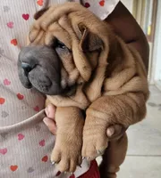 Rocky, a male Chinese Shar-Pei for sale in Bakersfield, CA – Photo 1 of 3