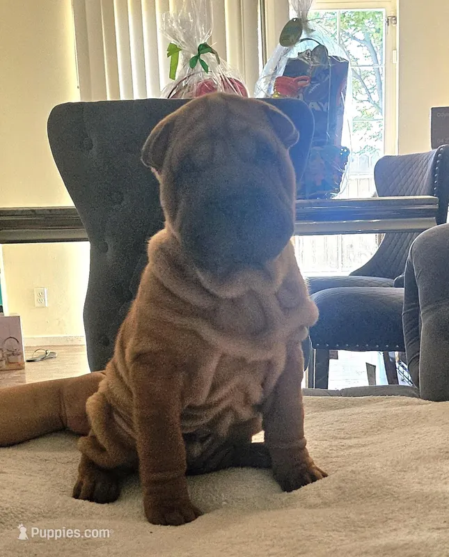 Rocky – Chinese Shar-Pei puppy for sale in Bakersfield, CA