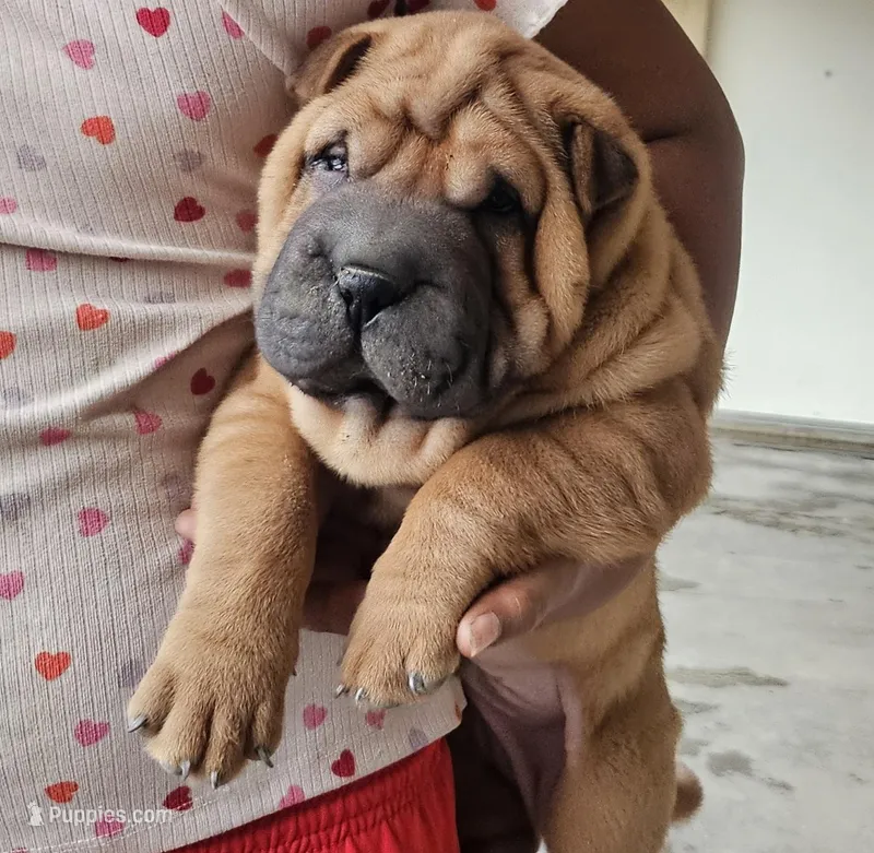 Rocky – Chinese Shar-Pei puppy for sale in Bakersfield, CA