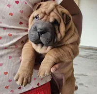 Rocky, a male Chinese Shar-Pei for sale in Bakersfield, CA – Photo 3 of 3