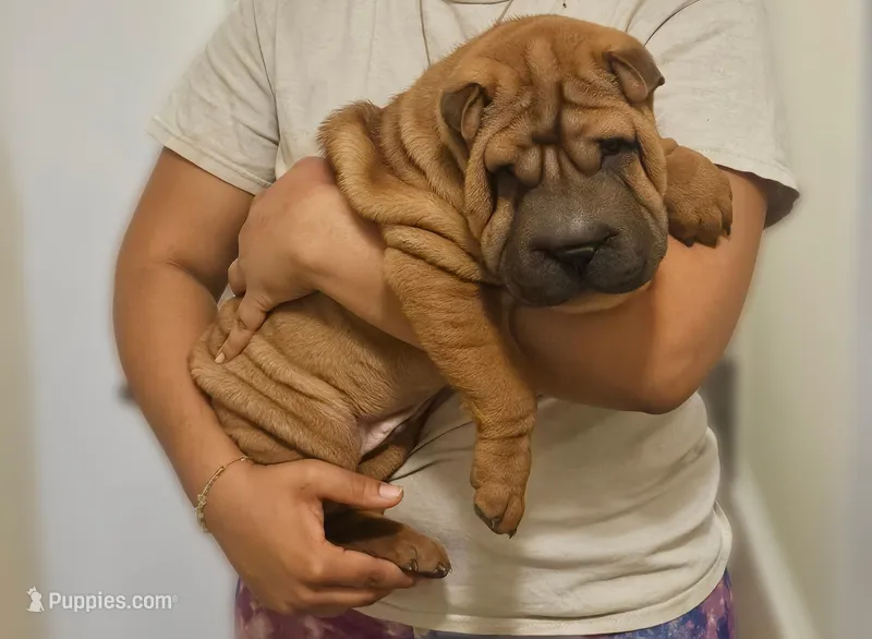Rocky, a male Chinese Shar-Pei for sale in Bakersfield, CA – Photo 1 of 3