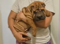Rocky, a male Chinese Shar-Pei for sale in Bakersfield, CA – Photo 1 of 3