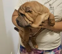 Rocky, a male Chinese Shar-Pei for sale in Bakersfield, CA – Photo 3 of 3
