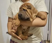 Rocky, a male Chinese Shar-Pei for sale in Bakersfield, CA – Photo 2 of 3