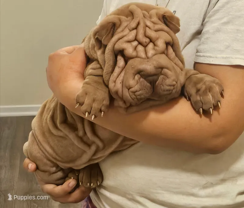 Rosco – Chinese Shar-Pei puppy for sale in Bakersfield, CA