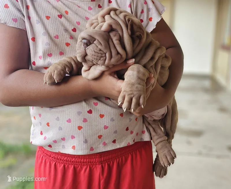 Rosco – Chinese Shar-Pei puppy for sale in Bakersfield, CA
