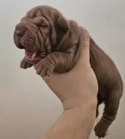 Rosco, a male Chinese Shar-Pei for sale in Bakersfield, CA – Photo 6 of 6