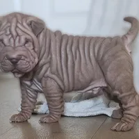 Rosco, a male Chinese Shar-Pei for sale in Bakersfield, CA – Photo 3 of 7