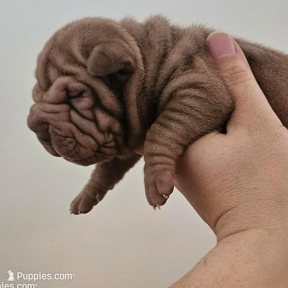 Rosco, a male Chinese Shar-Pei for sale in Bakersfield, CA – Photo 2 of 6
