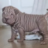 Rosco, a male Chinese Shar-Pei for sale in Bakersfield, CA – Photo 2 of 7