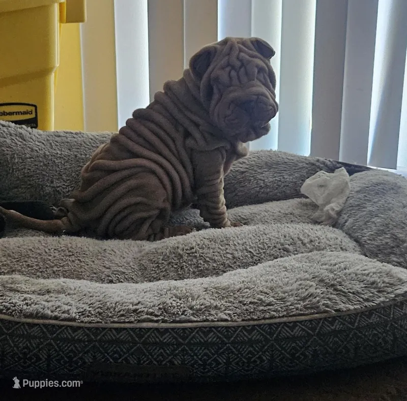 Rosco – Chinese Shar-Pei puppy for sale in Bakersfield, CA