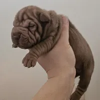 Rosco, a male Chinese Shar-Pei for sale in Bakersfield, CA – Photo 6 of 7