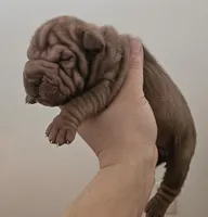 Rosco, a male Chinese Shar-Pei for sale in Bakersfield, CA – Photo 4 of 6