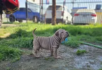 Rosco, a male Chinese Shar-Pei for sale in Bakersfield, CA – Photo 7 of 7