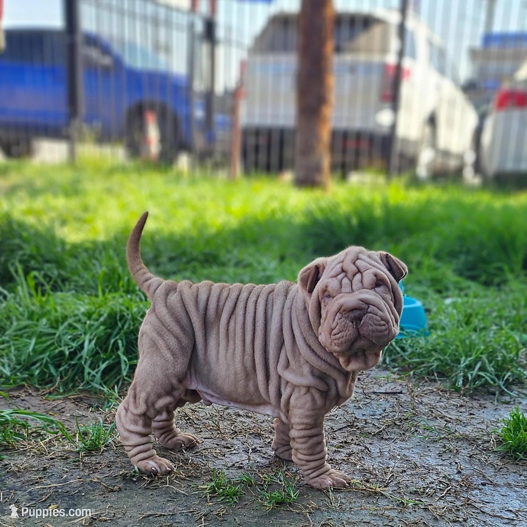 Rosco – Chinese Shar-Pei puppy for sale in Bakersfield, CA
