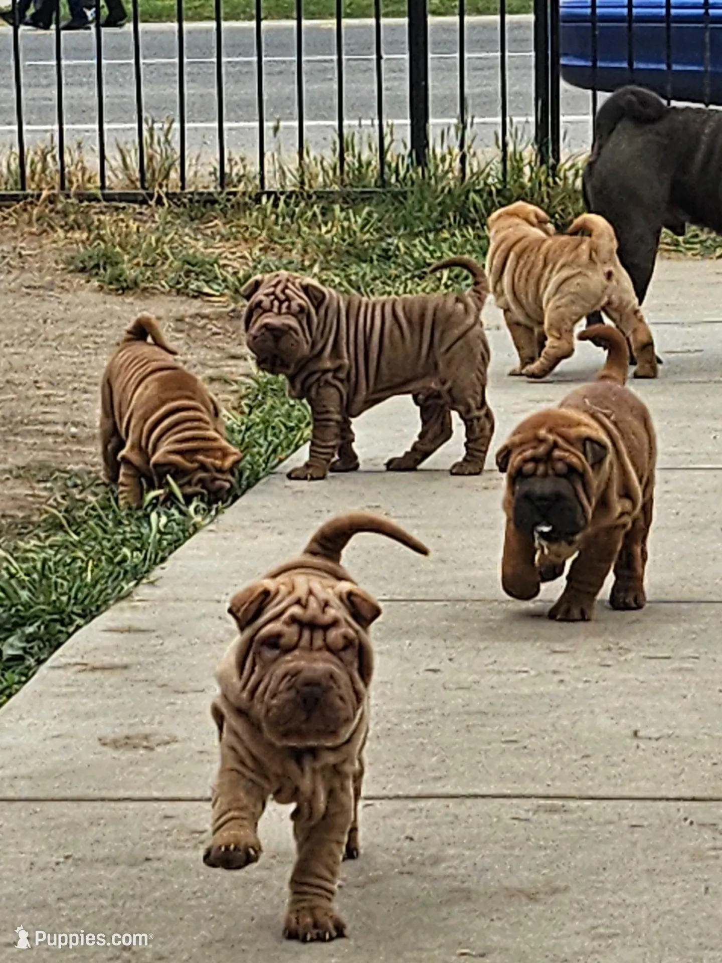 Rosco – Chinese Shar-Pei puppy for sale in Bakersfield, CA