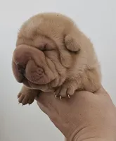Pearl, a female Chinese Shar-Pei for sale in Bakersfield, CA – Photo 1 of 5