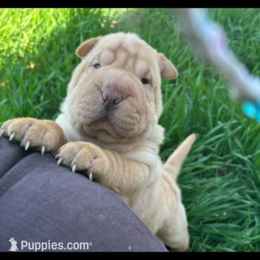 Pearl – Chinese Shar-Pei puppy for sale in Bakersfield, CA