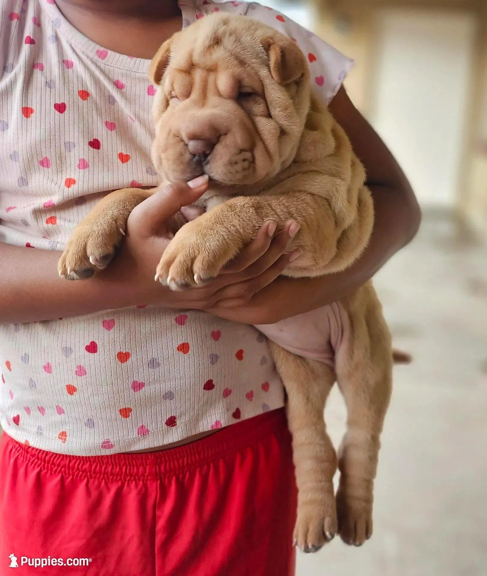 Pearl – Chinese Shar-Pei puppy for sale in Bakersfield, CA