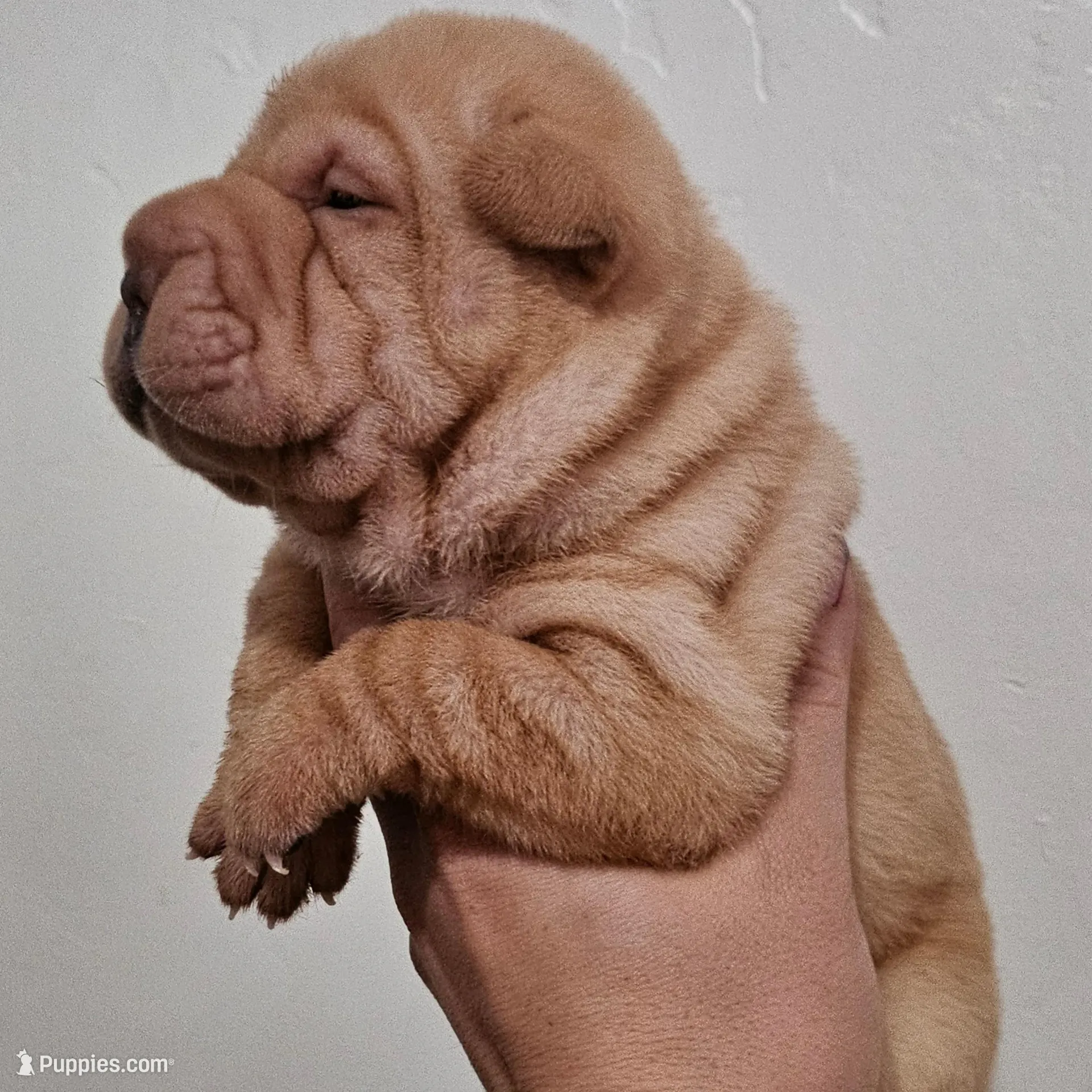 Pearl, a female Chinese Shar-Pei for sale in Bakersfield, CA – Photo 5 of 5