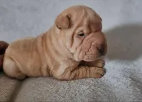 Pearl, a female Chinese Shar-Pei for sale in Bakersfield, CA – Photo 4 of 5