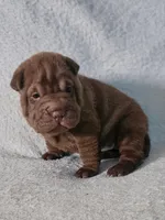 Violet, a female Chinese Shar-Pei for sale in Bakersfield, CA – Photo 1 of 4