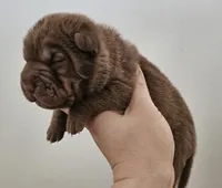 Violet, a female Chinese Shar-Pei for sale in Bakersfield, CA – Photo 4 of 4