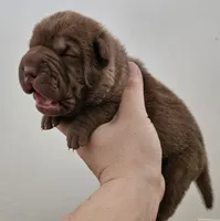 Violet, a female Chinese Shar-Pei for sale in Bakersfield, CA – Photo 2 of 4