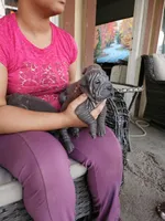 Blue, a female Chinese Shar-Pei for sale in Bakersfield, CA – Photo 5 of 5