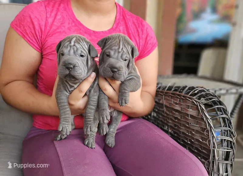 Blue, a female Chinese Shar-Pei for sale in Bakersfield, CA – Photo 1 of 5