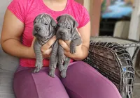 Blue, a female Chinese Shar-Pei for sale in Bakersfield, CA – Photo 2 of 5
