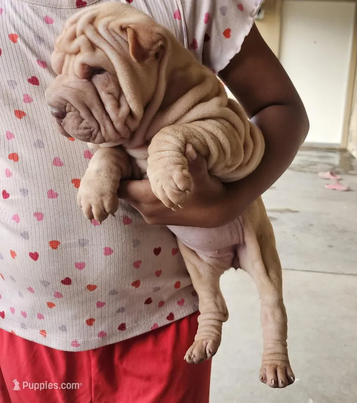 Tiny – Chinese Shar-Pei puppy for sale in Bakersfield, CA