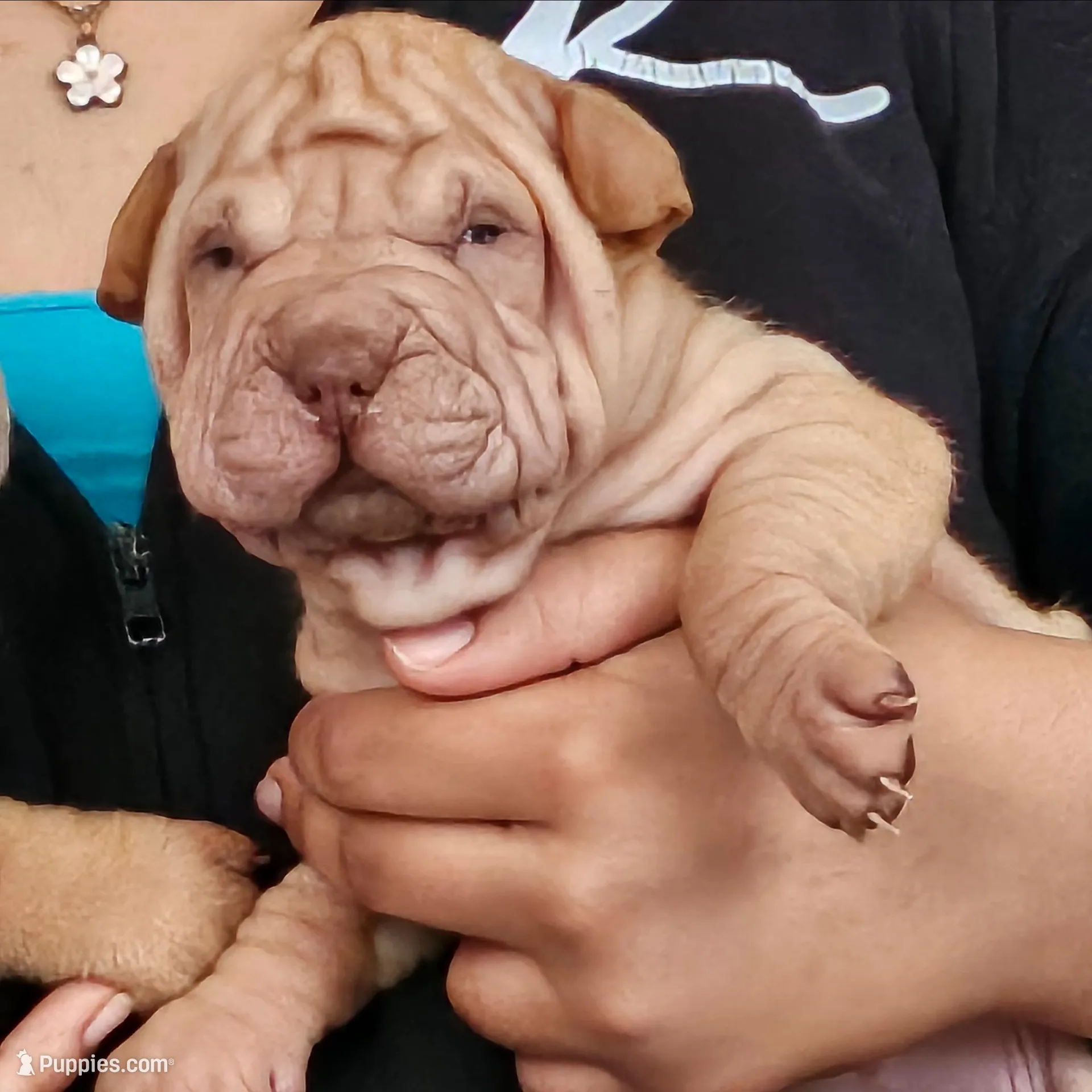 Tiny, a female Chinese Shar-Pei for sale in Bakersfield, CA – Photo 1 of 3