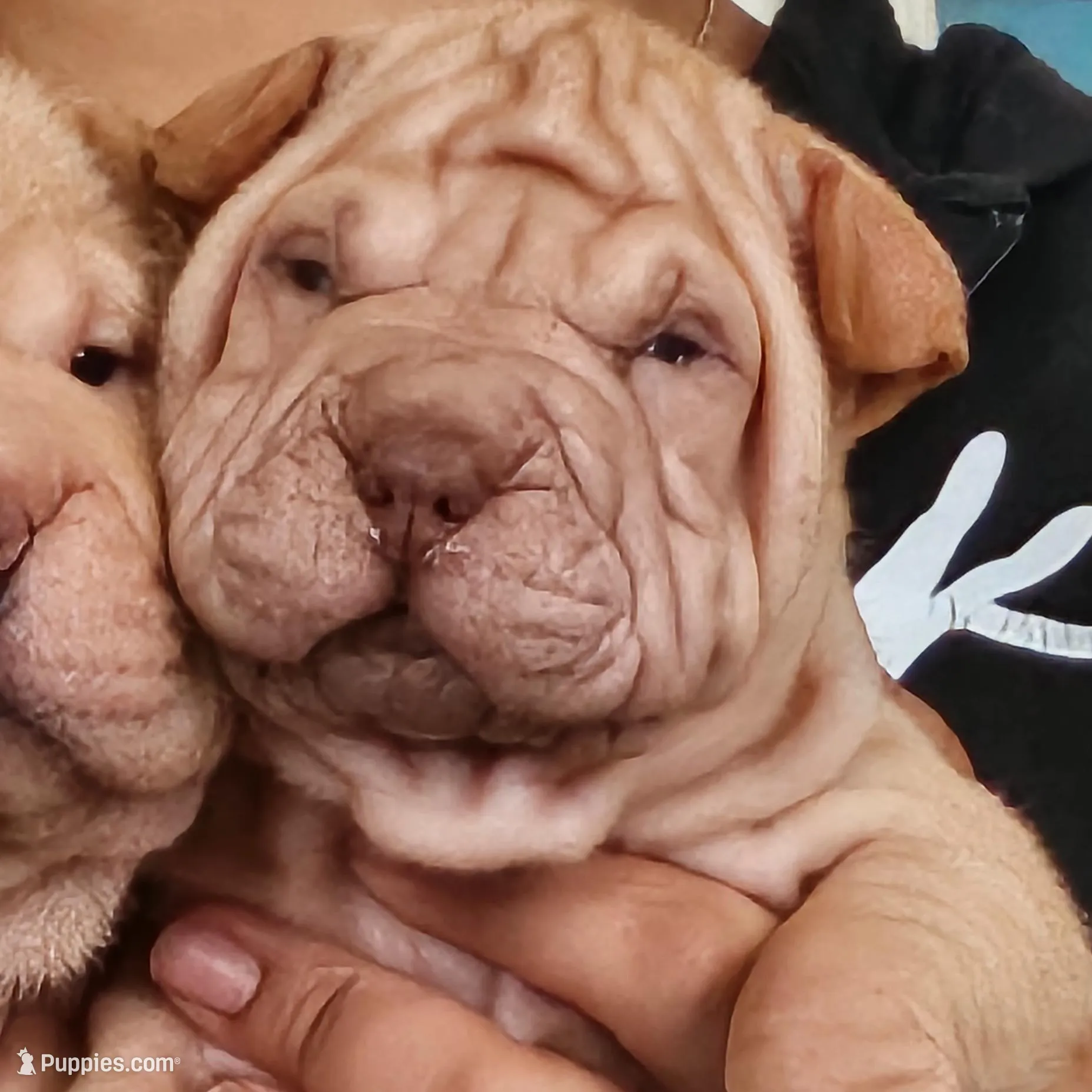 Tiny, a female Chinese Shar-Pei for sale in Bakersfield, CA – Photo 2 of 3