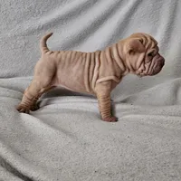 Tiny, a female Chinese Shar-Pei for sale in Bakersfield, CA – Photo 3 of 3