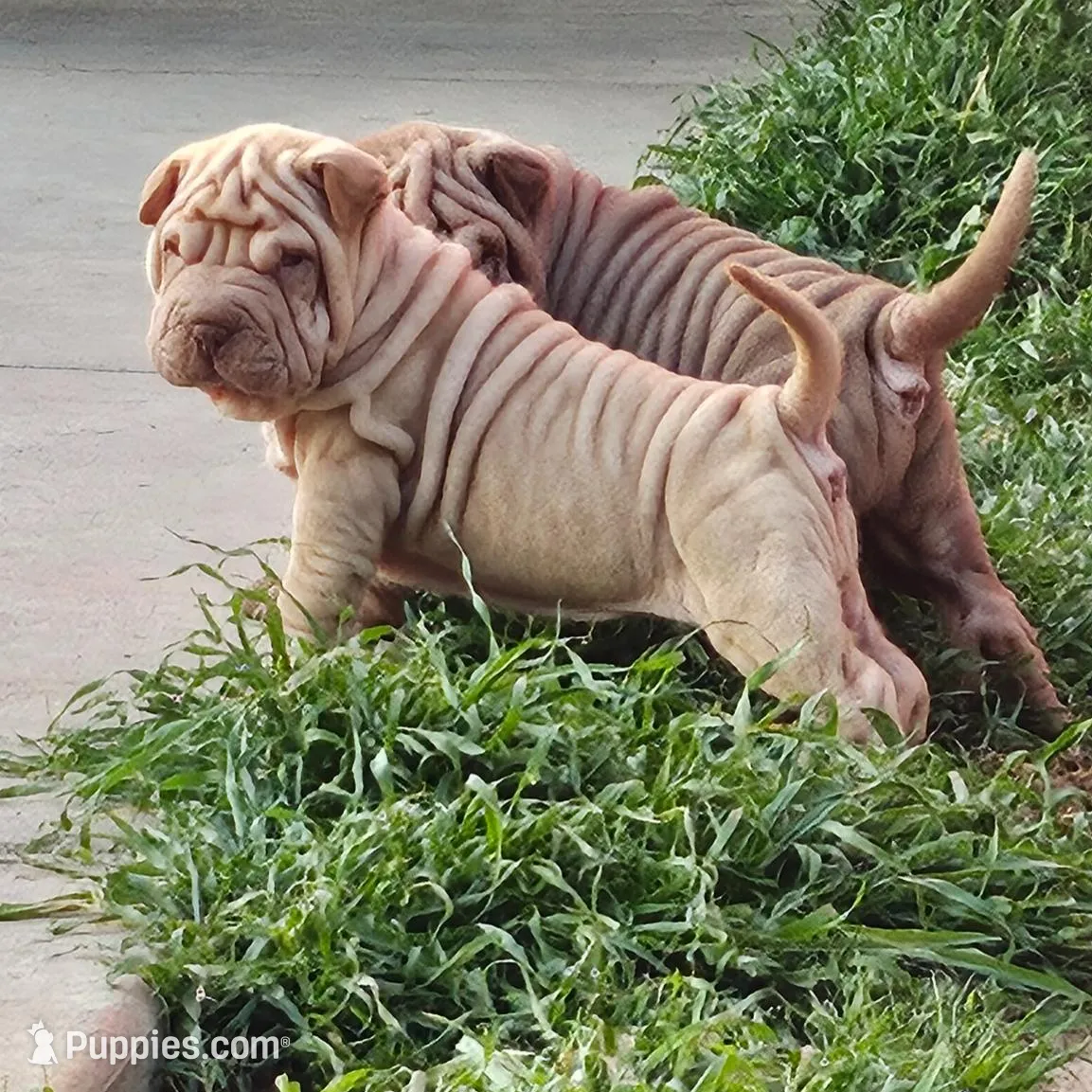 Tiny – Chinese Shar-Pei puppy for sale in Bakersfield, CA