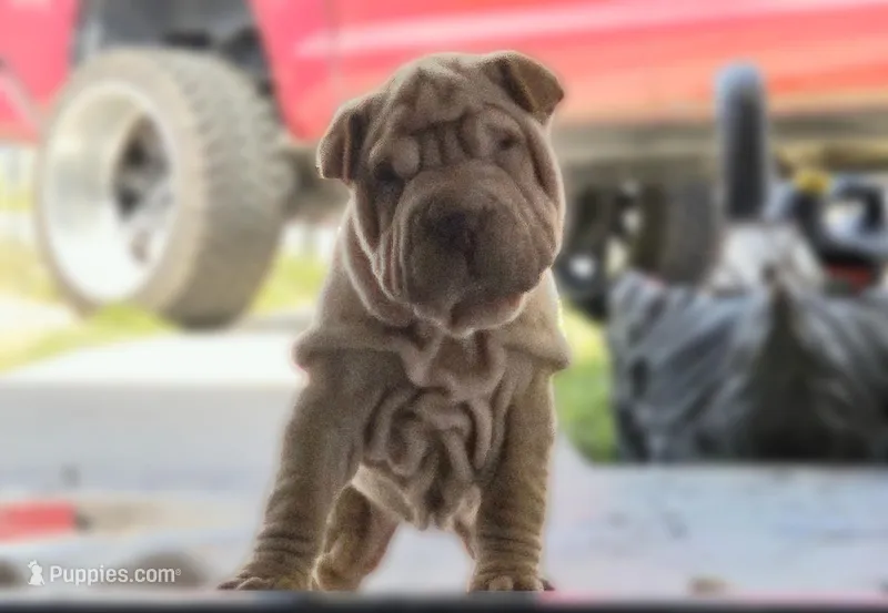 Tiny – Chinese Shar-Pei puppy for sale in Bakersfield, CA
