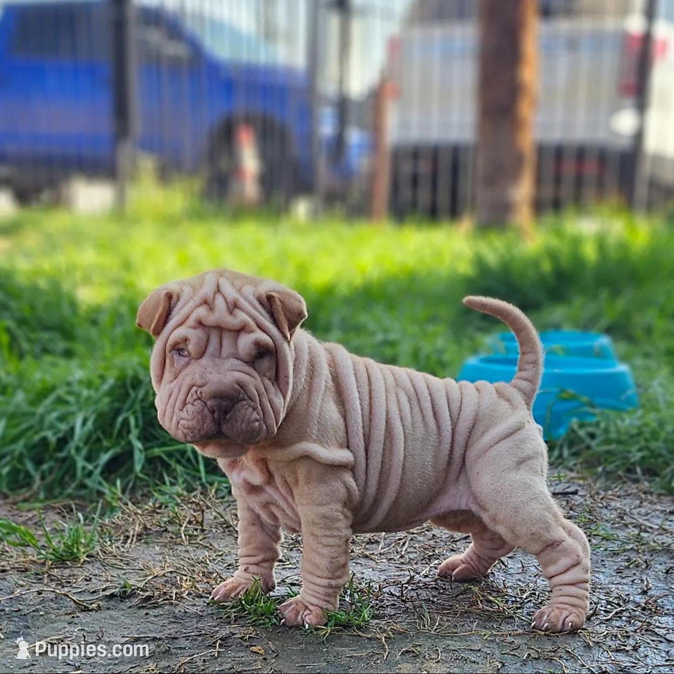Tiny – Chinese Shar-Pei puppy for sale in Bakersfield, CA