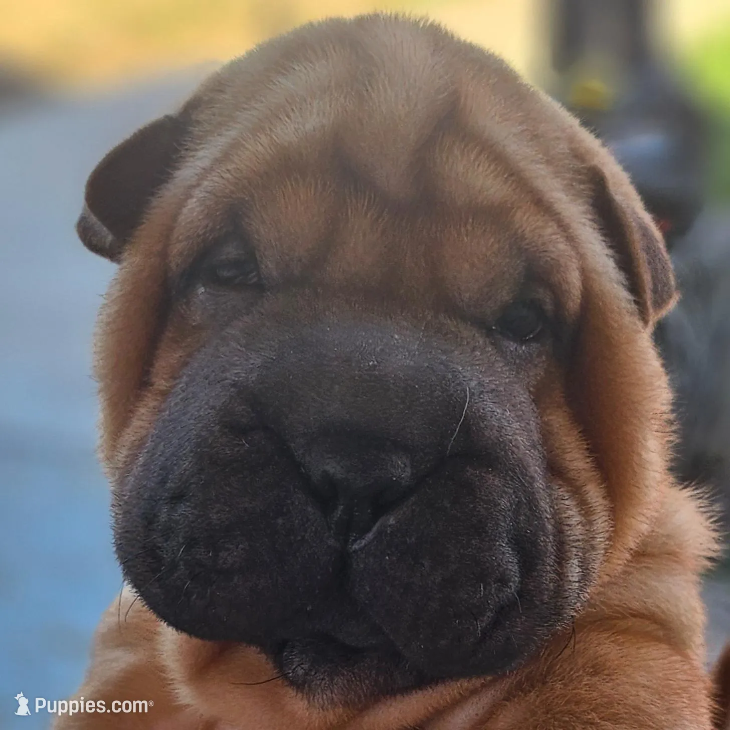 Rocky – Chinese Shar-Pei puppy for sale in Bakersfield, CA