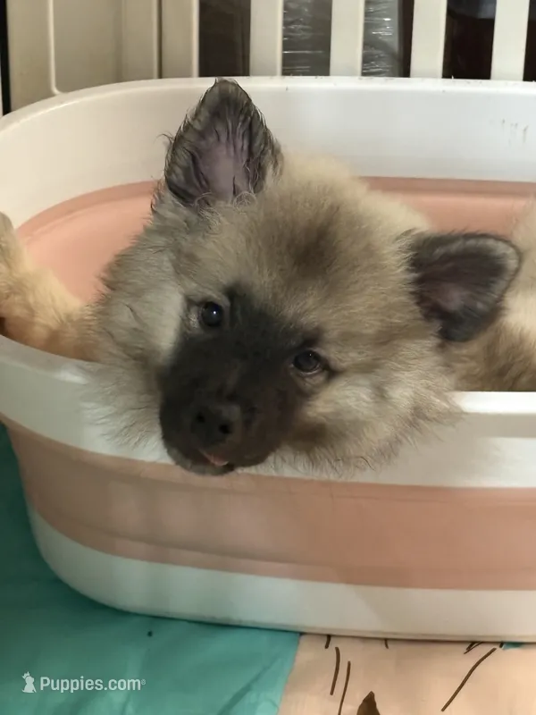 Liberty – Keeshond puppy for sale in Pine Grove, PA