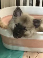 Liberty, a female Keeshond for sale in Pine Grove, PA – 1 of 3